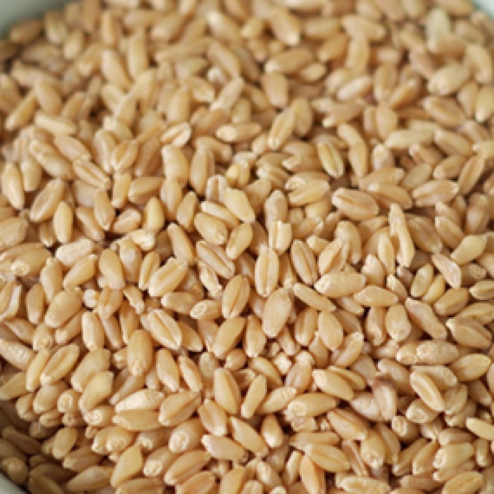 DURUM WHEAT