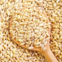 DURUM WHEAT