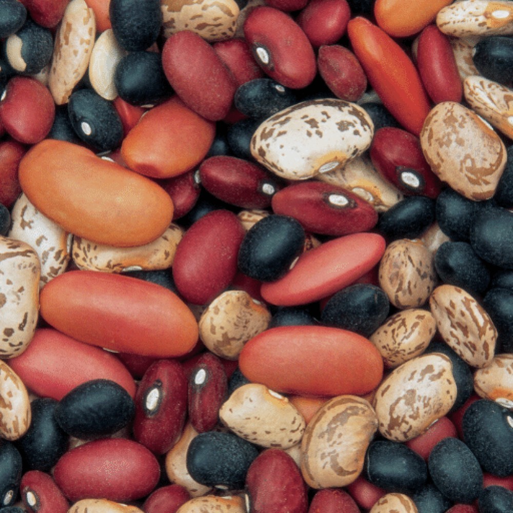 GMO KIDNEY BEANS