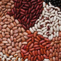 GMO KIDNEY BEANS