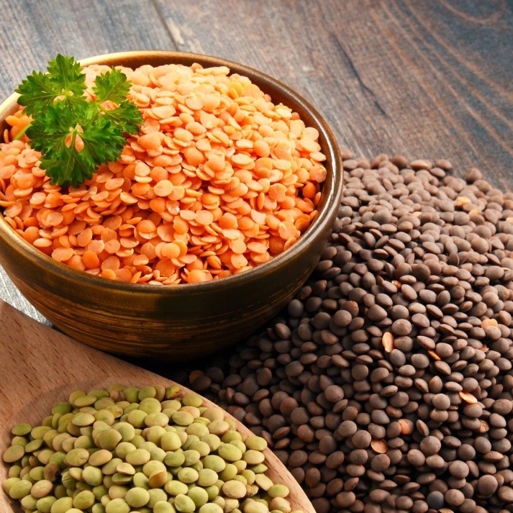 GMO LENTILS