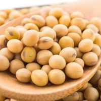 GMO SOYBEANS