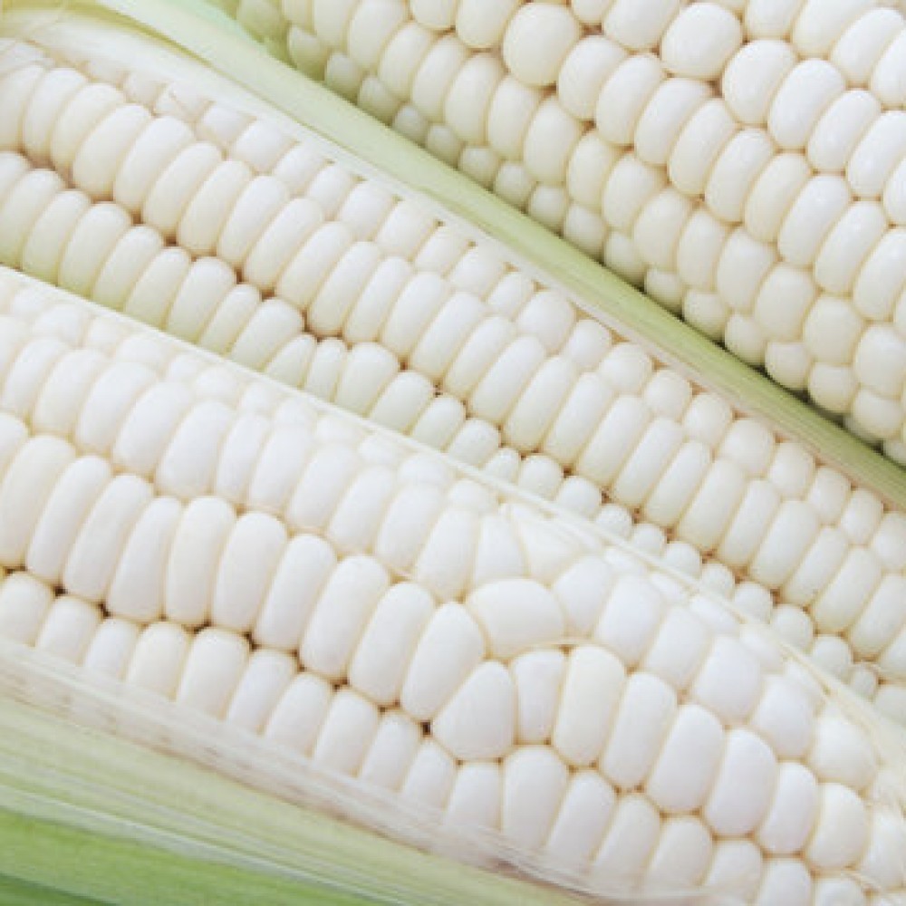 GMO WHITE CORN