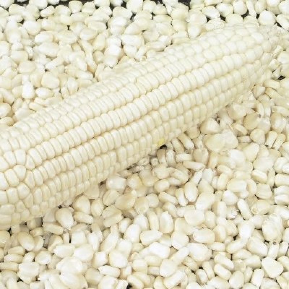 GMO WHITE CORN