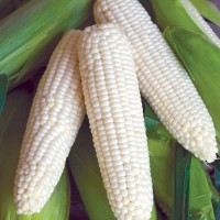 GMO WHITE CORN