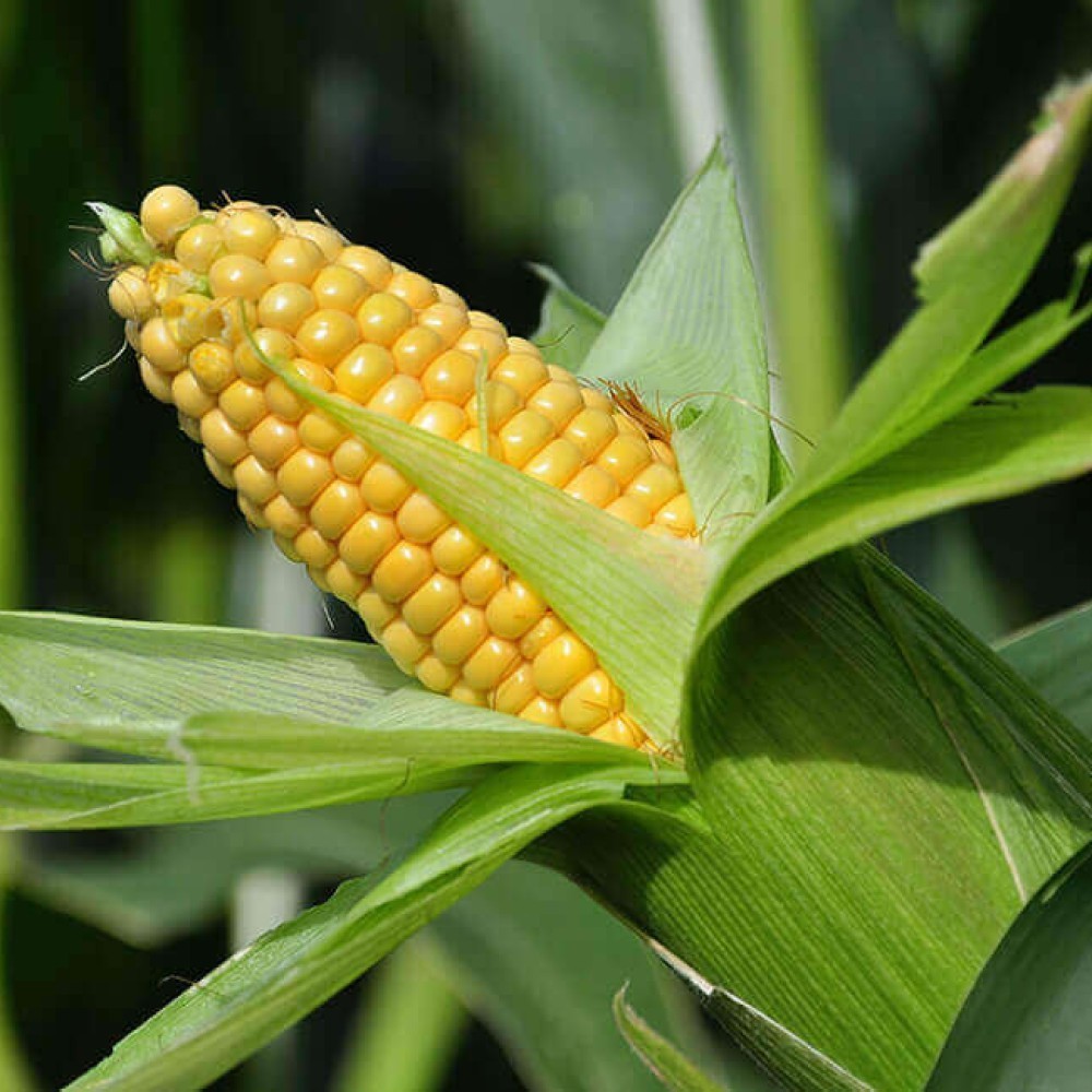 GMO YELLOW CORN