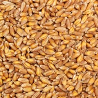 HARD RED WINTER WHEAT