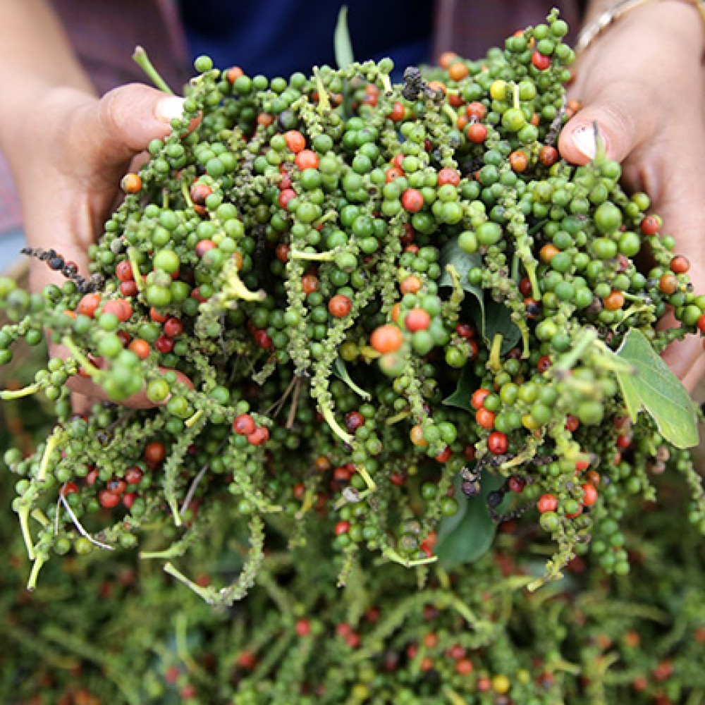 KAMPOT PEPPER