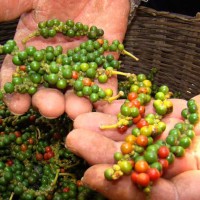 KAMPOT PEPPER