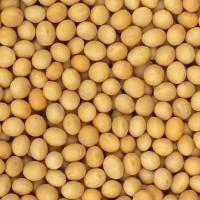 NON-GMO SOYBEANS