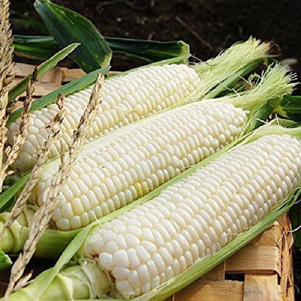 NON-GMO WHITE CORN