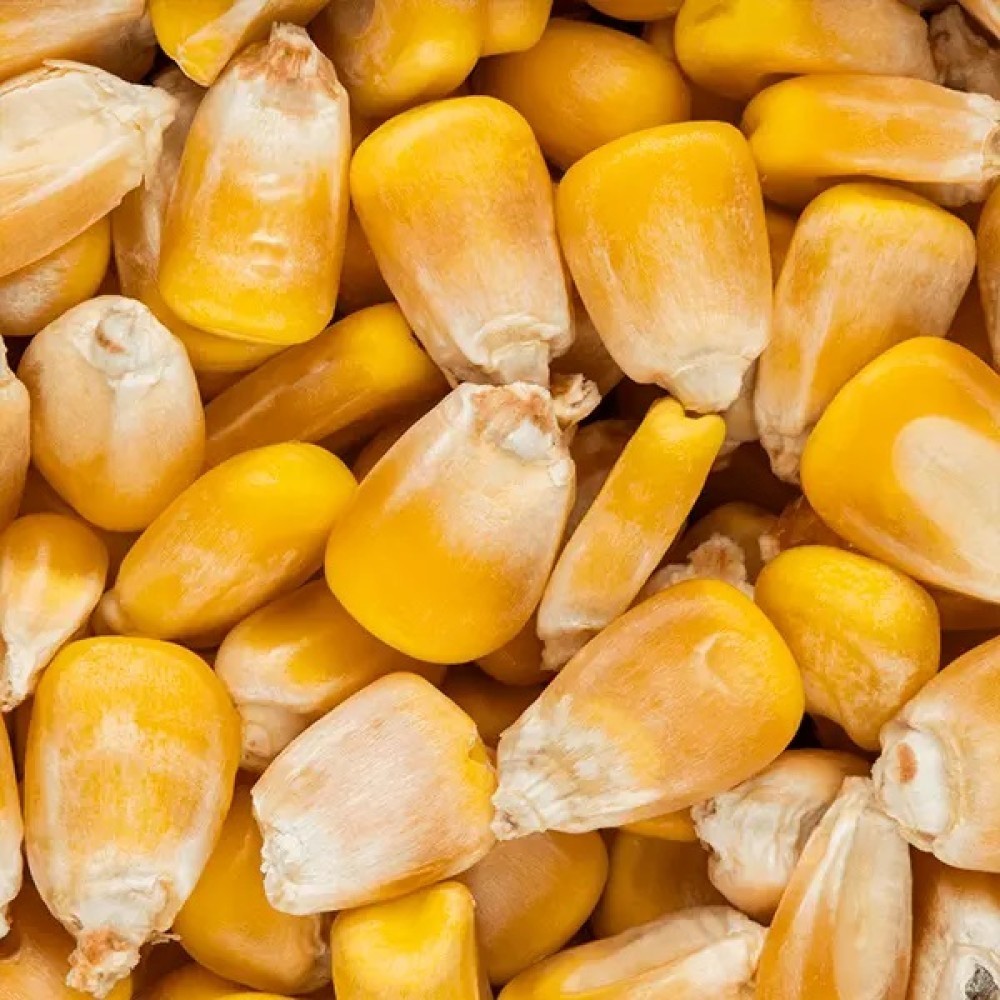 NON-GMO YELLOW CORN