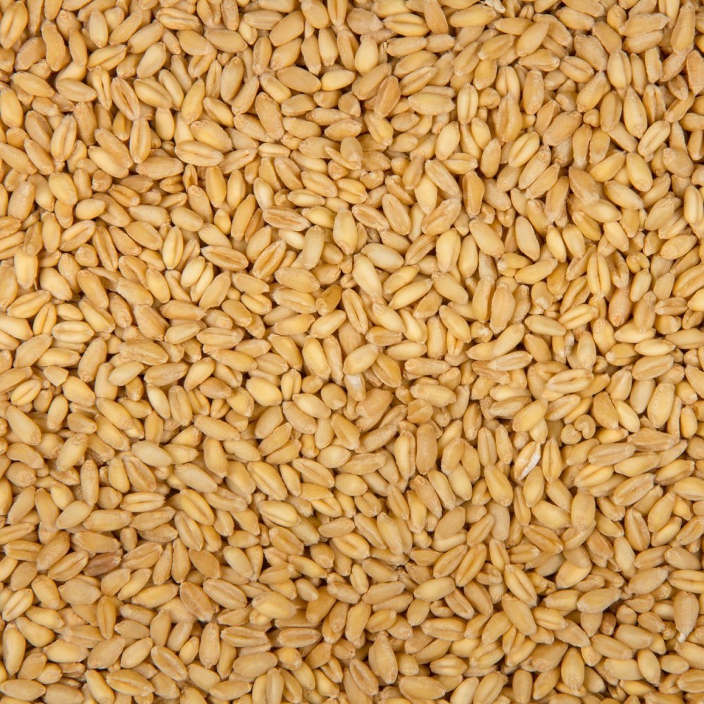 SOFT WHITE WHEAT