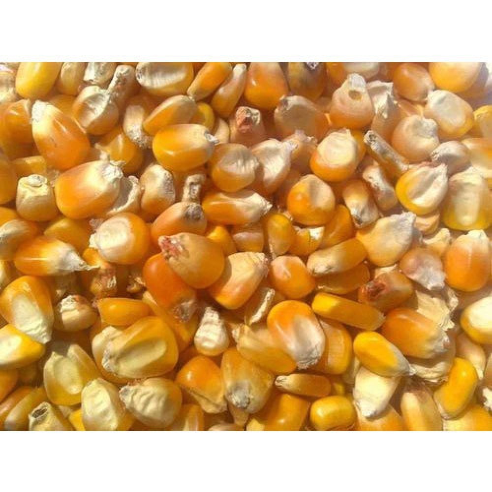 Yellow Corn animal feed