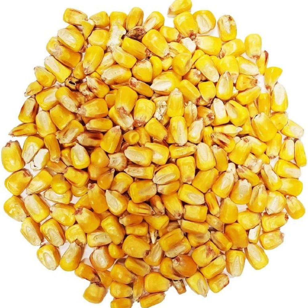 Yellow Corn animal feed